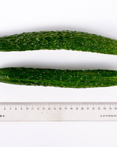 Cucumber | Omnivore's Cookbook